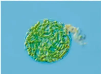 Microscopía de un organismo autótrofo (alga o bacteria) de color verde.