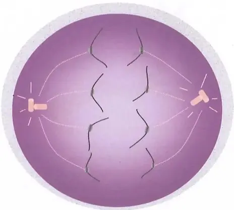Figura 3 de Ciencias Naturales 9° · 2025