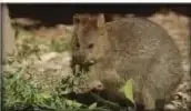 Recuadro de competencia digital sobre el quokka, un marsupial australiano.