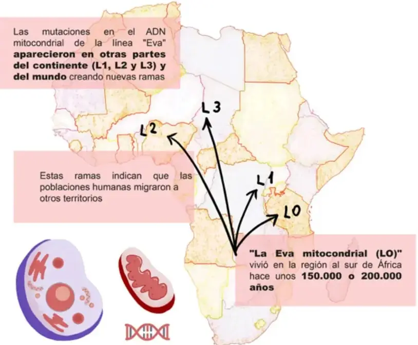 Mapa de África con flechas indicando rutas de los haplogrupos L0, L1, L2 y L3.