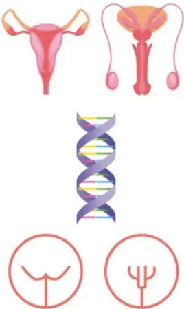 Ilustraciones del aparato reproductor femenino (útero, trompas y ovarios) y masculino, junto a una doble hélice de ADN y los símbolos de Venus y Marte.