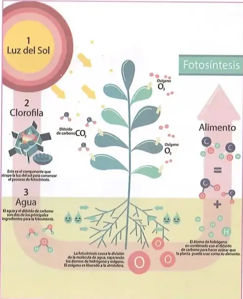 Figura 3 de Ciencias Naturales 8° · Egb 8 Ciencias Naturales 2025 · 2025