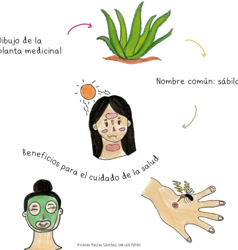 Dibujo de una sábila con etiqueta 'Dibujo de la planta medicinal' y flecha hacia 'Nombre común: sábila'.