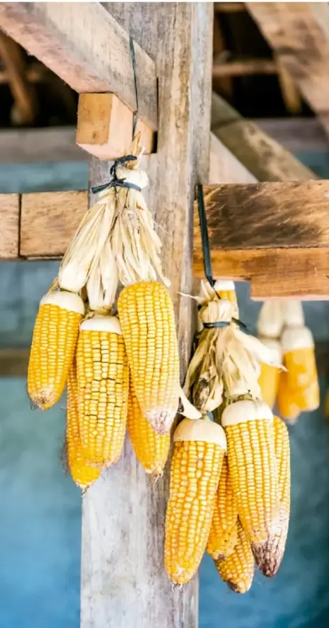 Fotografía de mazorcas de maíz amarillo y blanco colgadas de vigas de madera en una estructura rústica, probablemente un tendedero o palenque rural.
