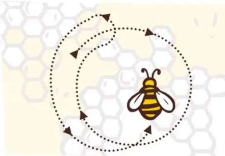 Esquema sobre fondo de panal: abeja ilustrada con una senda circular punteada con flechas que primero gira a la derecha y luego a la izquierda.