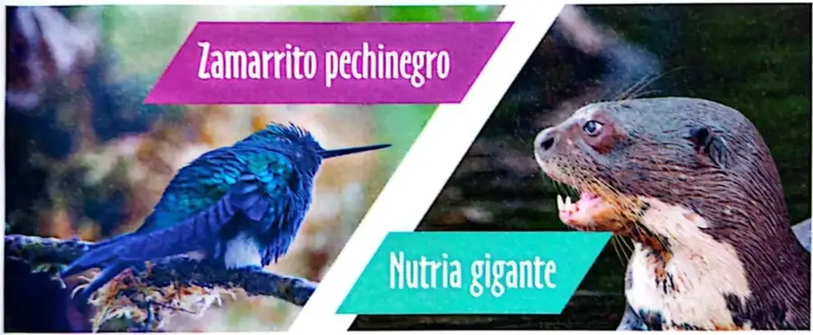Fotografía de un zamarrito pechinegro, un colibrí de plumaje oscuro.