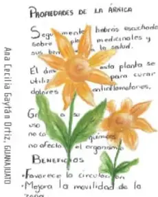 Página de un cuaderno de campo titulada "PROPIEDADES DE LA ÁRNICA", con un dibujo a color de la flor de árnica, notas sobre propiedades antiinflamatorias y de mejora de la circulación, beneficios de la movilidad de la zona, y firma de Ana Ester Ledesma Díaz, Guanajuato.