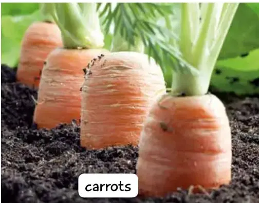 Papas recién cosechadas sobre la tierra junto a la planta; etiqueta 'potatoes'.
