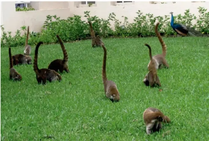 Grupo de coatíes y un pavo real en un jardín con pasto.