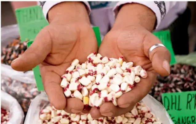 Fotografía de manos sosteniendo granos crudos de maíz o frijol, con fondo de mercado.