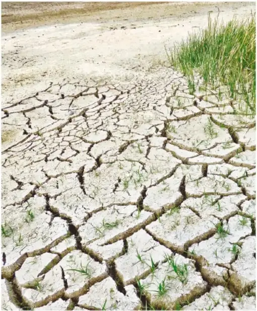 Suelo seco y profundamente agrietado por la sequía, con pasto seco y algunas plantas pequeñas.