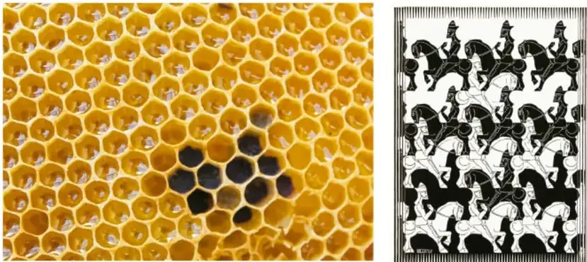 Fotografía de un panal de abejas formado por celdas hexagonales.