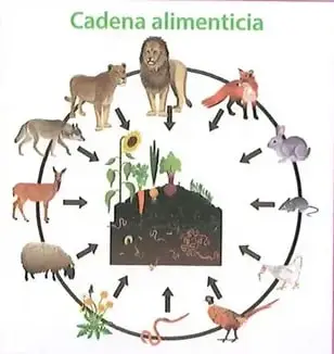 Figura 1 de Ciencias Naturales 8° · Egb 8 Ciencias Naturales 2025 · 2025