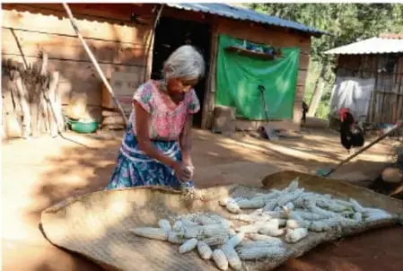 Fotografía de una mujer de edad avanzada, con vestimenta tradicional, desgranando mazorcas de maíz sobre un petate en un patio rural. Al fondo se observa una construcción rústica con techo de lámina y una malla verde.