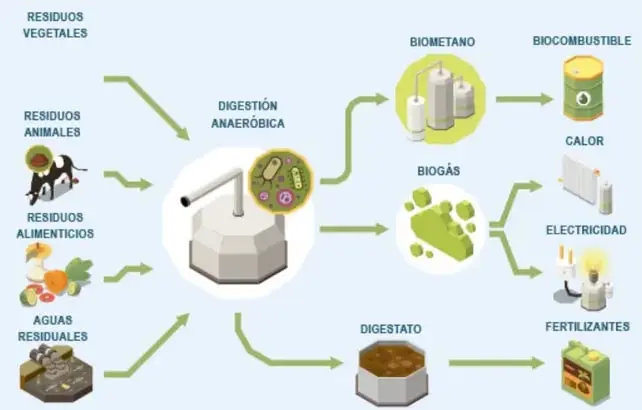 Diagrama de flujo que muestra la digestión anaeróbica de residuos vegetales, animales, alimenticios y aguas residuales para producir biometano, biogás y digestato, y de estos obtener biocombustible, calor, electricidad y fertilizantes.
