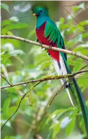 Fotografía de un quetzal posado en una rama, ave de plumaje verde, rojo y cola larga, símbolo de la biodiversidad y la cultura de México y Centroamérica.