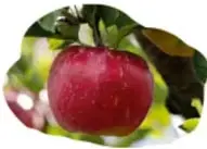 Manzana roja.