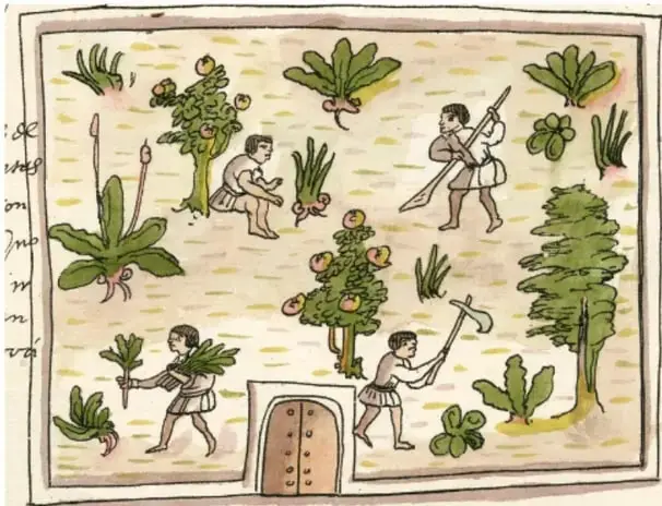 Ilustración estilo códice colonial que muestra a varios personajes indígenas trabajando la tierra con instrumentos agrícolas, entre plantas de maíz y árboles frutales, frente a una construcción con puerta.
