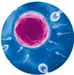Imagen circular de un óvulo rodeado de espermatozoides, referencia visual a la fecundación y la eyaculación.