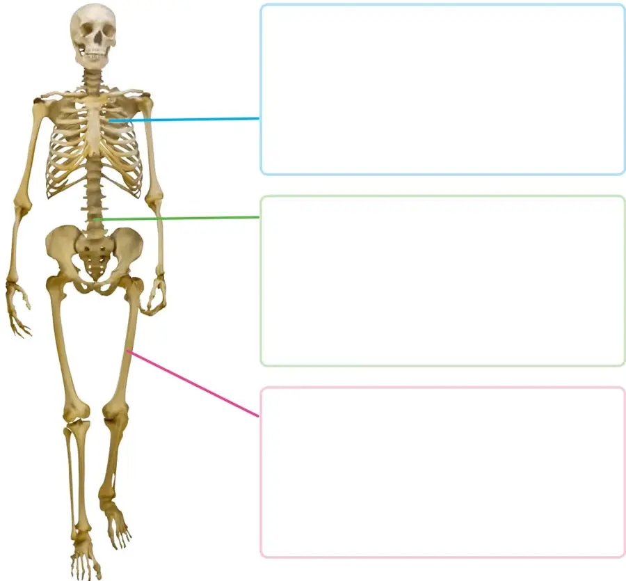 Esqueleto humano de frente con una línea celeste hacia las costillas, una verde hacia la pelvis y una rosada hacia el fémur, junto a tres recuadros vacíos para escribir.