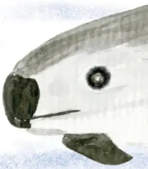 Ilustración en acuarela del rostro de una vaquita marina con sus manchas negras alrededor de ojos y labios.