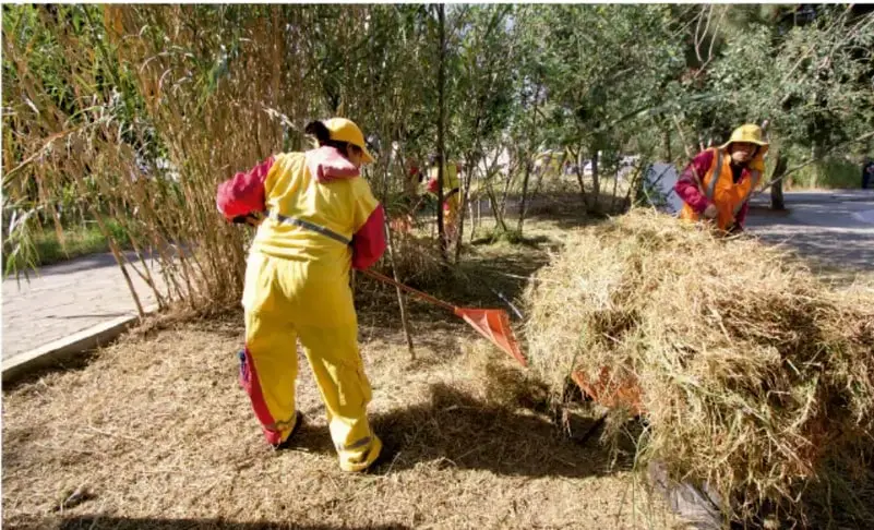 Fotografía de trabajadores con uniforme amarillo y naranja realizando labores de limpieza y poda en un parque o jardín público, con herramientas y carretilla.