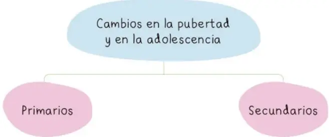 Organizador gráfico con el óvalo azul "Cambios en la pubertad y en la adolescencia" del que se desprenden dos óvalos rosas: "Primarios" y "Secundarios".