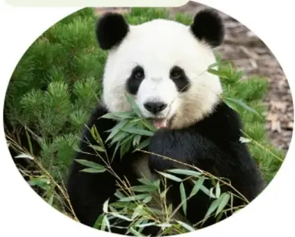 Fotografía de un panda gigante comiendo bambú; ilustra a los animales herbívoros.