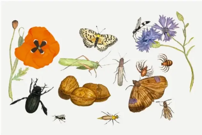 Ilustración de invertebrados junto a una amapola y flores azules: abeja, mariposa, grillo, escarabajo, araña, chinche, moscas y avispas.