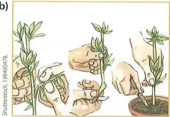 Figura 2 de Ciencias Naturales 8° · Egb 8 Ciencias Naturales 2025 · 2025