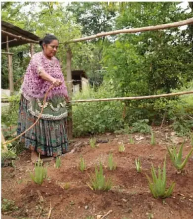 Mujer indígena trabajando la tierra con una herramienta agrícola en un cultivo, representando la relación con la naturaleza y la producción de alimentos.