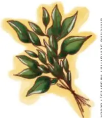 Ilustración de una rama con hojas verdes, obra de Gimenna Schiaffini Rosales, Puebla.