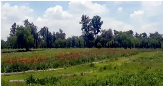Fotografía de un paisaje con árboles altos, flores rojas en primer plano y cielo con nubes.