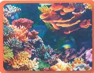 Arrecife de coral, utilizado como ejemplo de asociación colonial.