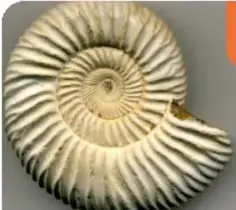 Fotografía de un fósil de ammonites en espiral.