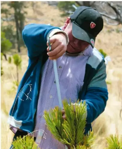 Persona adulta con gorra que poda o corta ramas de un árbol con una herramienta, en un entorno natural con pasto seco.