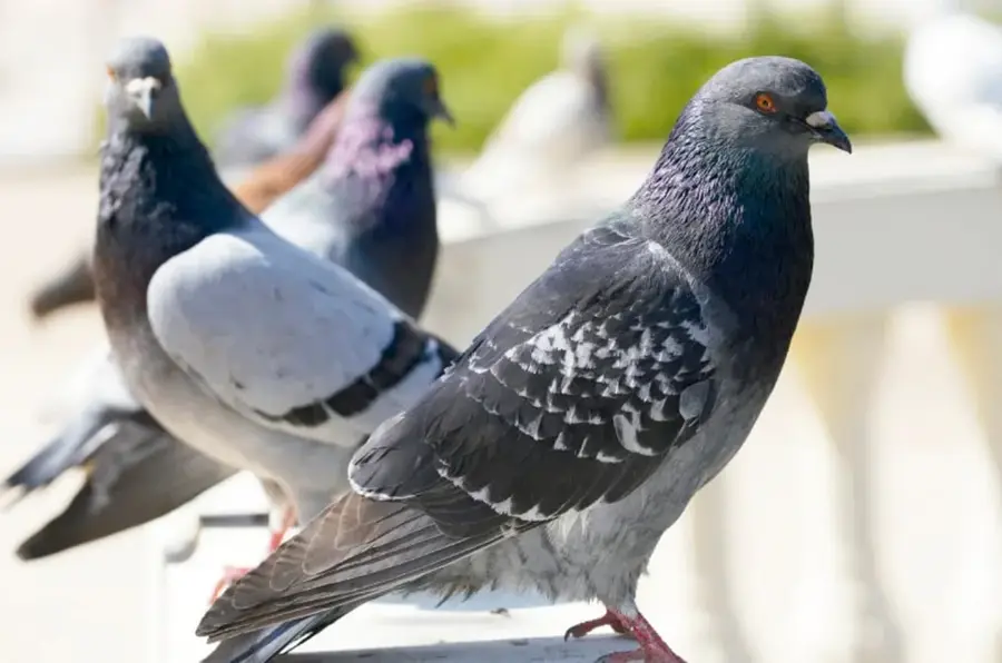 Grupo de palomas grises posadas, con una en primer plano de perfil mirando a la derecha.