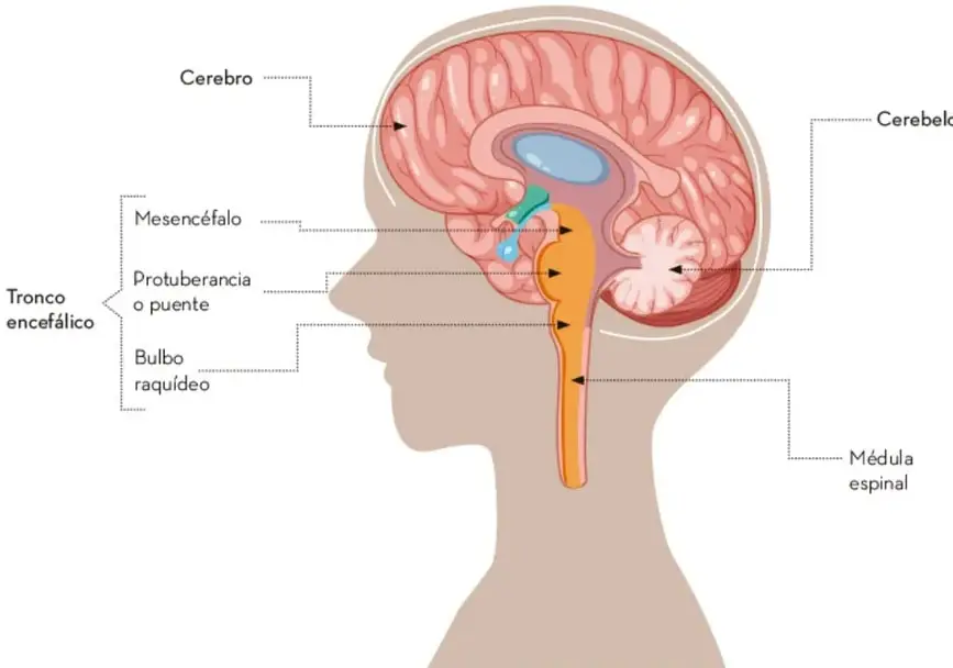 Ilustración de un corte sagital de la cabeza humana que muestra el encéfalo y la médula espinal. Se señalan con líneas el cerebro, el cerebelo, el tronco encefálico (mesencéfalo, protuberancia o puente y bulbo raquídeo) y la médula espinal.
