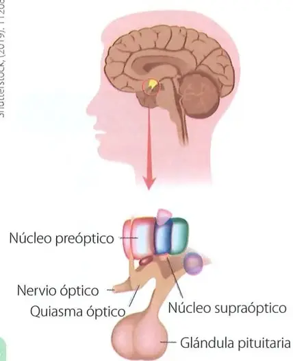Ilustración del hipotálamo en el encéfalo, con señalamiento del núcleo preóptico, el nervio óptico, el quiasma óptico, el núcleo supraóptico y la glándula pituitaria.