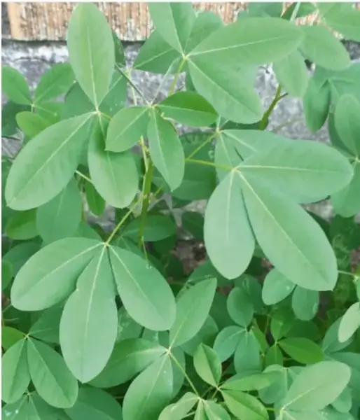 Fotografía de una planta de hojas verdes palmadas (cinco folíolos), probablemente yuca o planta de huerto, alusiva a los cultivos de la comunidad zoque
