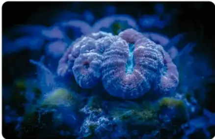Fotografía submarina de un animal marino bioluminiscente de color azul violáceo con pliegues redondeados, iluminado en la oscuridad del océano.