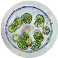 Imagen de un microchip visto a través del microscopio.