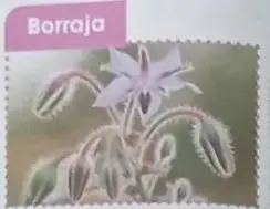 Fotografía de borraja con flores violetas, etiqueta rosa 'Borraja - Uso: tos y resfriados - Región: Sierra'.