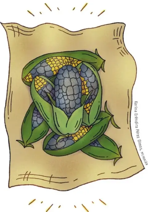 Ilustración (crédito: Karina Eréndira Pérez Dimas, ilustración) de tres mazorcas de maíz, dos amarillas y una azul/rojiza, envueltas en hojas verdes sobre un petate o manta color ocre, con líneas radiantes que sugieren luz o asombro.