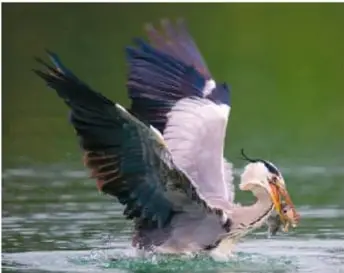 Ave garza capturando un pez en el agua, ejemplo de depredación.