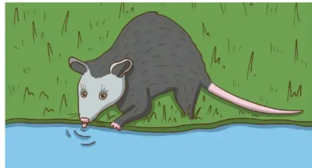 Ilustración de un tlacuache (zarigüeya) gris bebiendo agua en la orilla de un río, con pasto verde. Crédito: Mara Natalia Edisa Juárez Ramírez, Ciudad de México.