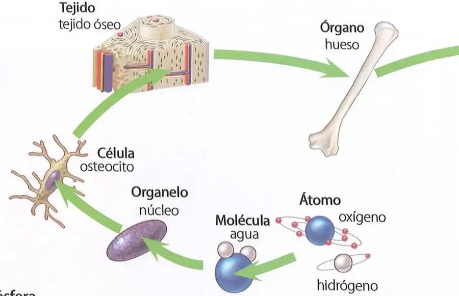Figura 1 de Ciencias Naturales 8° · Egb 8 Ciencias Naturales 2025 · 2025