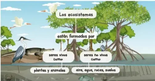 Ilustración de un ecosistema con árboles, aves y manglares; esquema que indica que los ecosistemas están formados por seres vivos (plantas y animales) y seres no vivos (aire, agua, rocas, suelos).