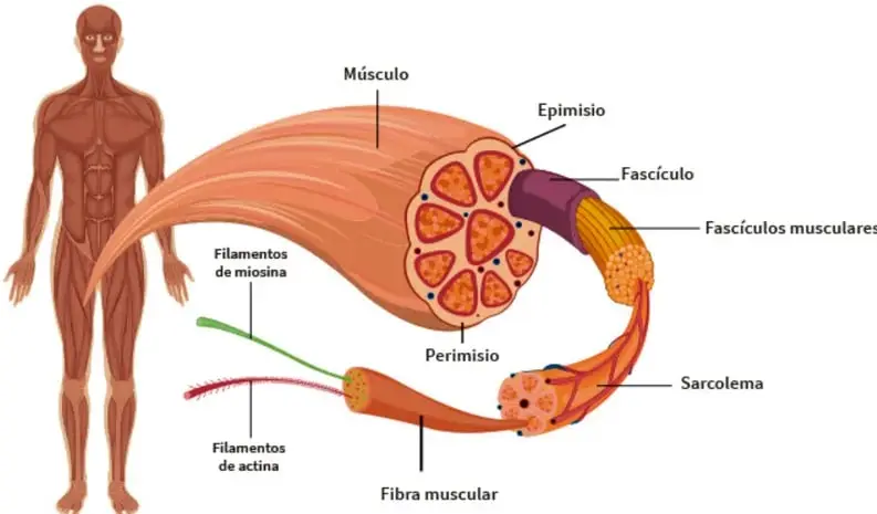 Esquema anatómico del sistema muscular humano que muestra el desglose de un músculo: músculo, epimisio, fascículos musculares, fascículo, perimisio, sarcolema, fibra muscular y filamentos de actina y miosina.