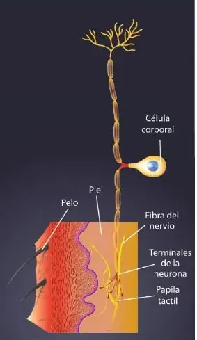 Ilustración de una sección de la piel con pelo, fibra nerviosa, célula corporal, terminales de la neurona y papila táctil.